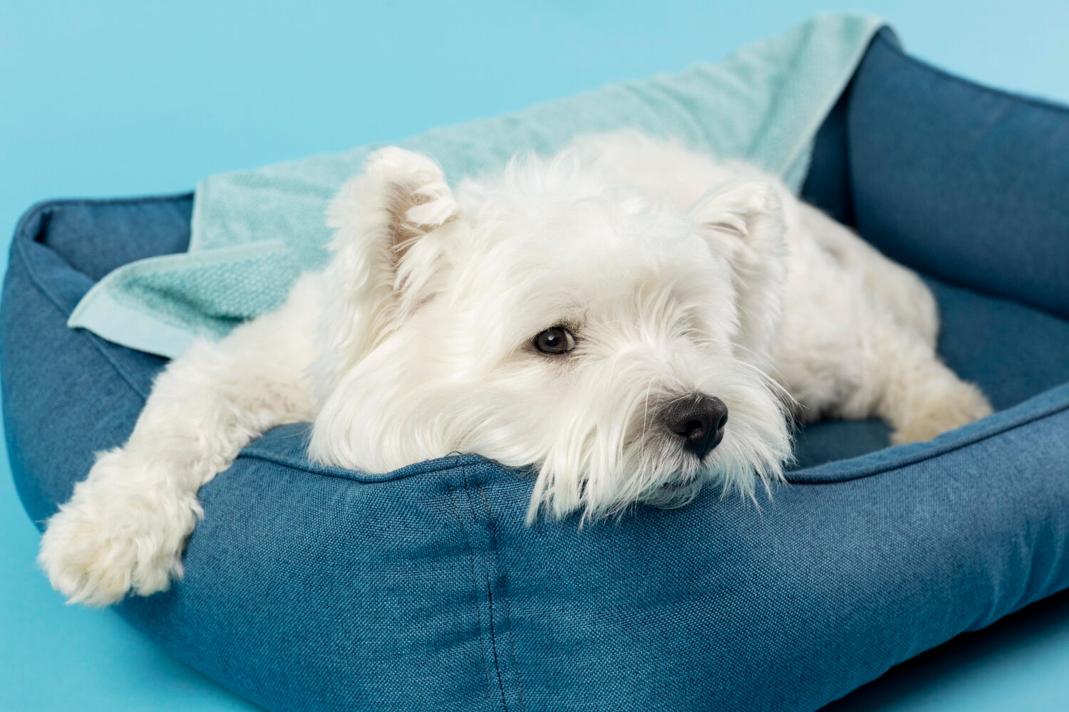 Cute white dog relaxes because it has a comfortable and safe environment